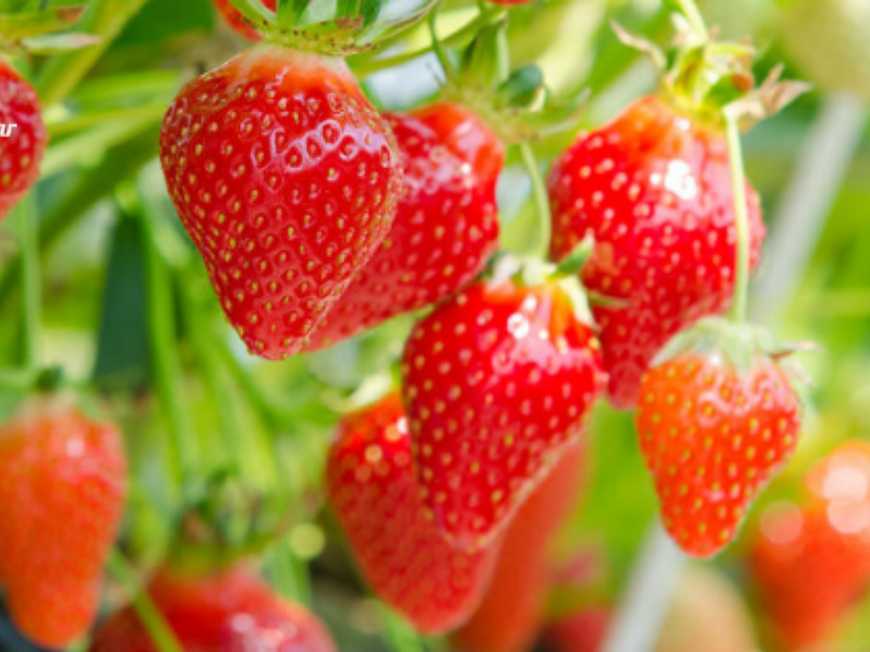 CRECIERON LAS EXPORTACIONES DE FRESAS PERUANAS